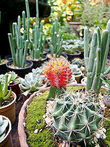 仙人掌天空叶子植物学植物日落植物群宏观脊柱花园生长图片