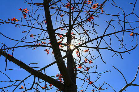 树绿色晴天顶峰叶子阳光季节木头山脉公园艺术图片