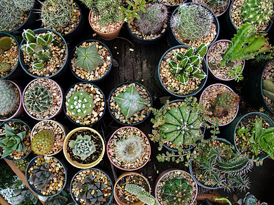 仙人掌叶子沙漠植物热带花园植物群植物学天空宏观脊柱图片