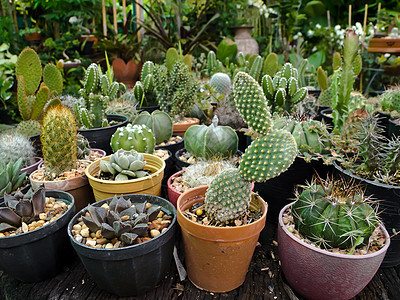 仙人掌植物学花园沙漠叶子生长宏观植物脊柱日落植物群图片