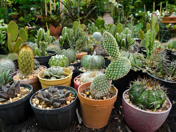 仙人掌植物学花园沙漠叶子生长宏观植物脊柱日落植物群图片