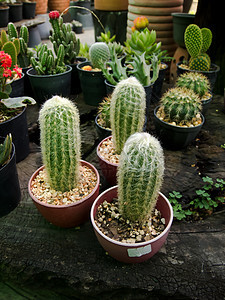 仙人掌日落植物群热带脊柱花园植物学叶子生长天空宏观图片