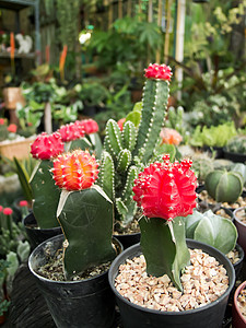 仙人掌植物学生长叶子日落花园脊柱植物宏观植物群天空图片