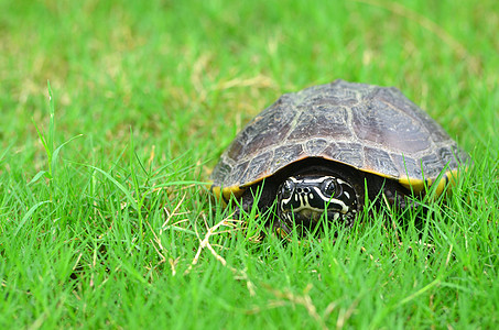 海龟爬虫宠物绿色乌龟图片