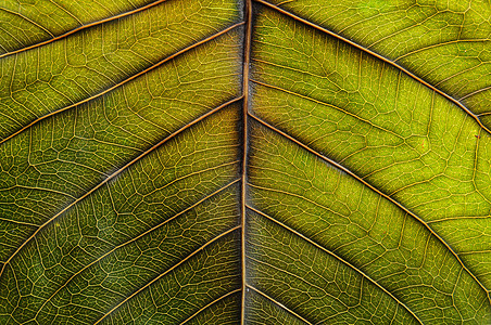 叶叶表面叶脉叶子纹理生活宏观绿色背景图片