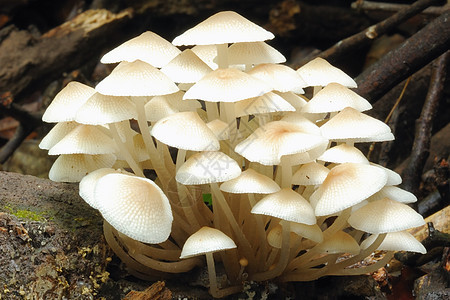 白森林蘑菇饮食荒野美味孢子收获菌丝体菌类美食苔藓菌盖图片