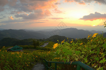 日落时 墨西哥向日葵在山上草图片