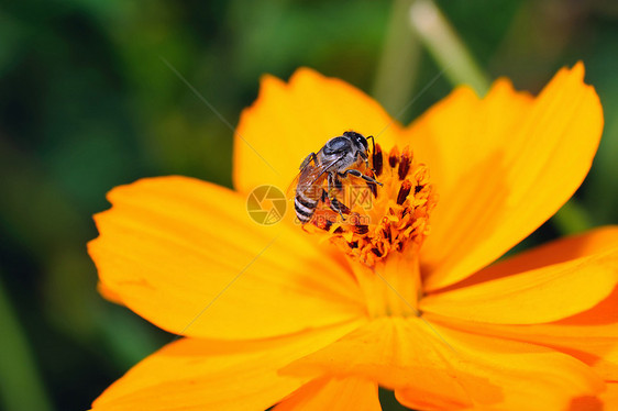黄花上的蜜蜂口味蜂蜜黄色植物飞行橙子独奏作品昆虫红色图片