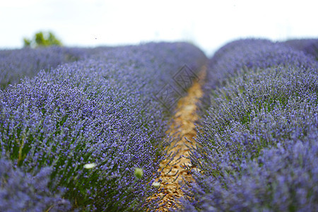 淡紫地香味风景植物农田线条场地农业天空收成紫色背景图片