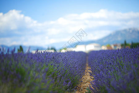 淡紫地天空芳香疗法香味植物紫色风景场地收成花朵图片