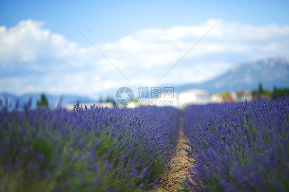 淡紫地天空芳香疗法香味植物紫色风景场地收成花朵图片