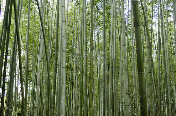 从边上看见的竹木林活力热带植物群植物文化花园生长木头雨林森林图片