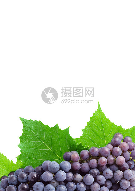 葡萄蓝色酒厂藤蔓季节茶点葡萄园植物美食小路水果图片