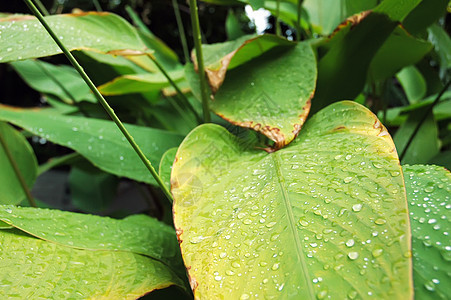 叶掉落生活植物群生长环境草本植物花园植物叶子水滴液体图片