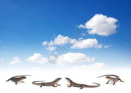蜥蜴宠物天空冷血野生动物脊椎动物尾巴白色动物背景图片