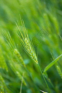 小麦农业谷物生长稻草环境农场农村农田培育耳朵图片