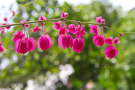 爱链链叶子墙纸美丽藤蔓植物季节场地园艺珊瑚苦力图片