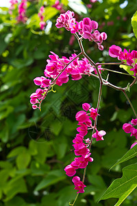 爱链链花瓣美丽场地藤蔓墙纸珊瑚植物群叶子苦力园艺图片