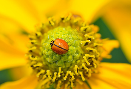 宏观花朵漏洞鞘翅目喇叭野生动物濒危昆虫甲虫动物昆虫学叶子图片
