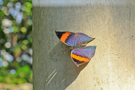 蝴蝶宏异国橙子鹦鹉青色热带鸟类宠物紫红色爱情澄清图片