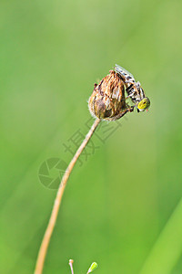 昆虫漏洞花园甲虫环境季节草地草原植物学夫妻植物群图片