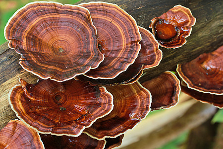 泰国Mee Hongson省森林中的蘑菇房宏观浮木菌类苔藓季节木头衰变叶子植物荒野图片