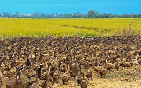 景观鸭太阳翅膀农场鸭子野生动物团队男性迁移航班荒野图片