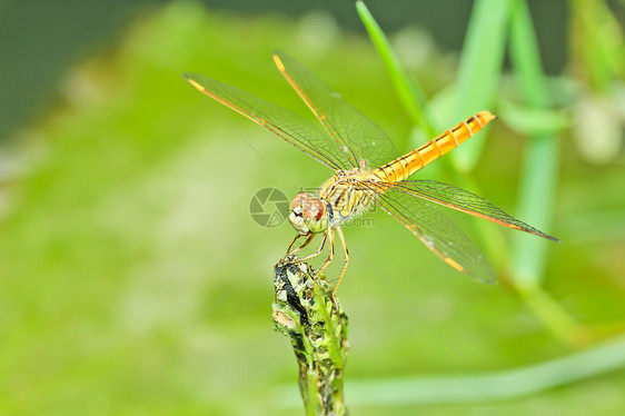 蜻蜓美丽植物昆虫苍蝇尾巴叶子太阳身体环境生活图片
