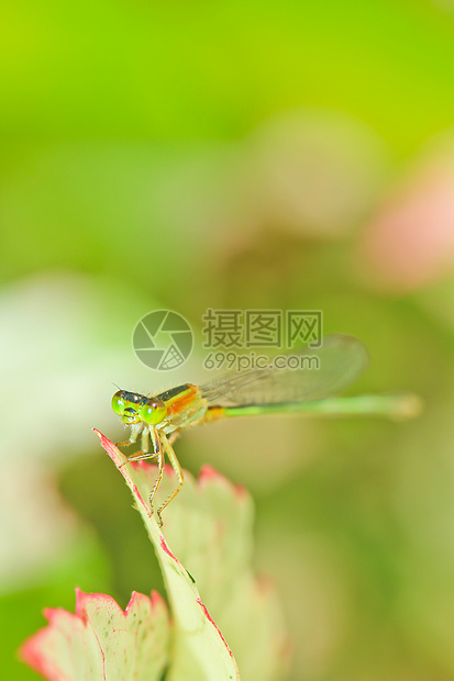 蜻蜓蜂科野生动物昆虫植物花朵眼睛身体沼泽美丽打猎图片