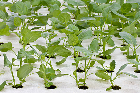 易腐植物培育苗圃蔬菜生产花园食物技术沙拉温室市场图片