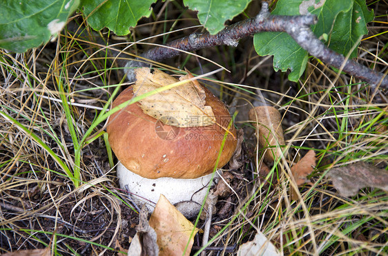秋天的蘑菇橙树叶图片