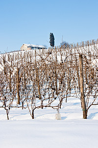 托斯卡纳 冬天的酒厂植物自然国家农场农业农村农产品酿酒师水果藤蔓图片