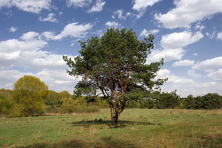 斯普鲁斯春树木公园生态植物城市太阳品种自然保护景观卫生图片