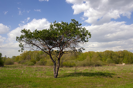 斯普鲁斯春城市植物树木卫生太阳景观公园自然保护生态品种图片