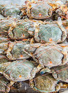 新鲜螃蟹荒野海鲜环境餐厅甲壳食物海洋居住贝类美味图片