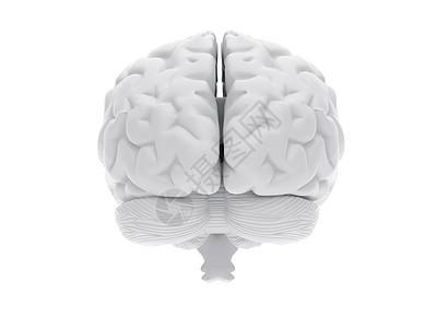 3D人脑知识分子外科感官科学神经系统医疗白色知识插图智慧图片