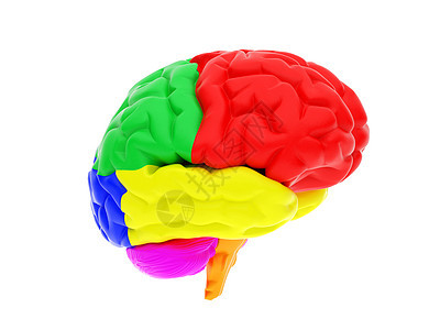 3D人脑知识分子手术心理风暴白色智力卫生医疗保健生物学图片