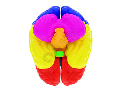 3D人脑断层白色感官专注神经知识分子头脑分层生物学卫生图片