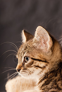 家居猫棕色工作室动物哺乳动物猫科宏观猫咪小猫毛皮宠物图片