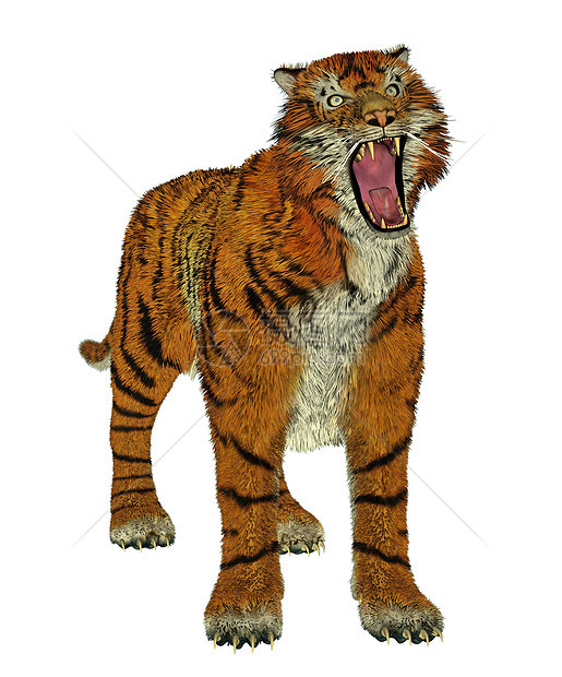 老虎欺凌动物捕食者脊椎动物食肉豹属危险毛皮濒危条纹大草原图片