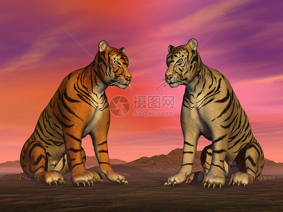 两只老虎和多彩的天空图片