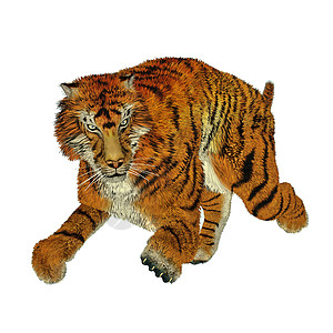 正在运行的老虎跑步脊椎动物橙子毛皮条纹丛林豹属野猫哺乳动物猫科图片