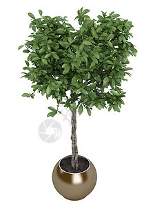 Pachira或货币树叶子风格陶器光合作用房子培育植物群商业制品绿色植物图片