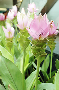 花园里的花朵植物群植物场地公园生长紫色叶子季节晴天花瓣图片