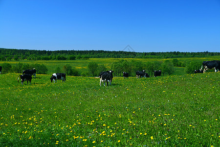 奶牛景观挤奶蓝色奶牛场丘陵家畜牛奶牧场奶制品动物场地图片