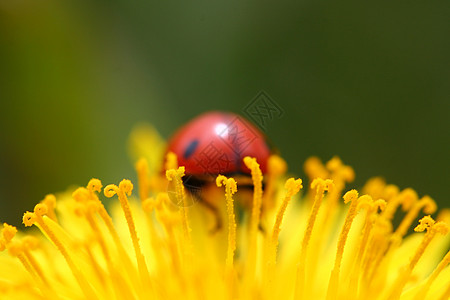 在 dandelion 上调色器的中拉錯植物群红色花粉黄色亮度甲虫漏洞植物昆虫生态图片