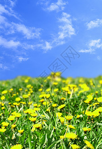 牧场绿地晴天美丽农业太阳环境叶子农场植物草地幸福图片
