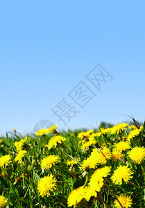 牧场绿地植物群场地宏观草地国家晴天季节农场幸福美丽图片
