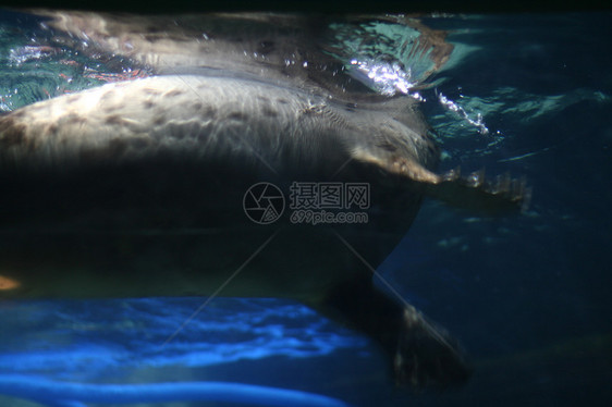 封在水族中危险海狮生活毛皮蓝色海豹狮子哺乳动物游泳乐趣图片