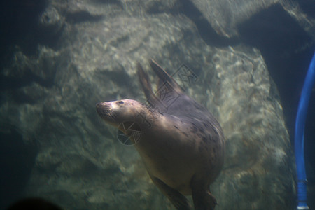 封在水族中狮子海豹动物园危险生活水族馆荒野动物哺乳动物动物群图片